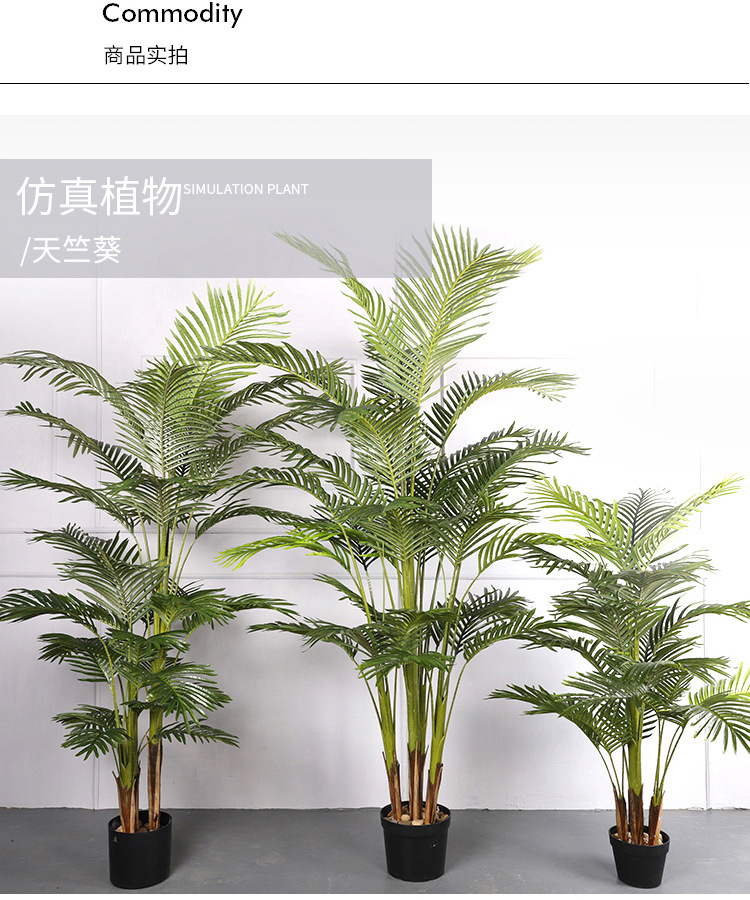 天竺葵_05.jpg