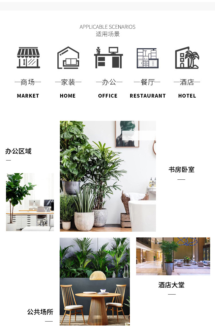 天竺葵_11.jpg